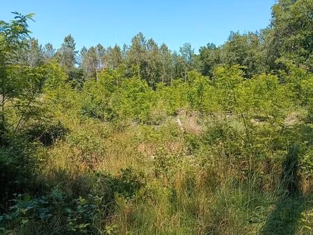 bois   terrain