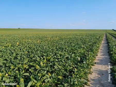 terre agricole