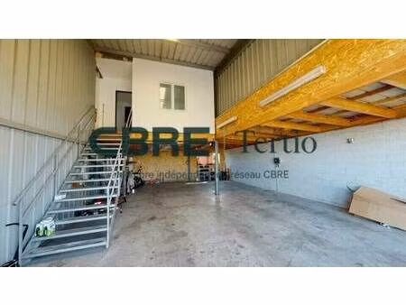 tertio
