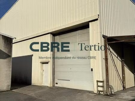 tertio