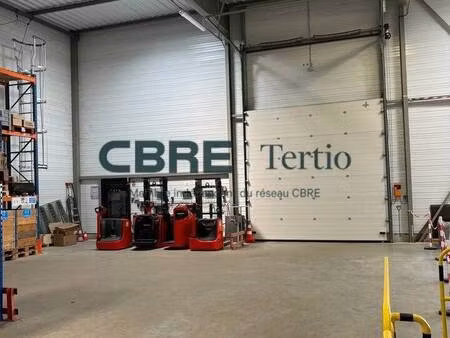 tertio