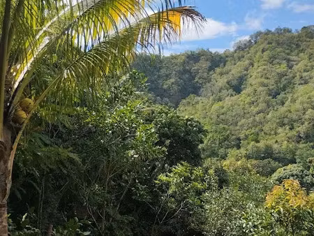 vente terrain 1100 m² à le morne vert (97226)  98 000 €