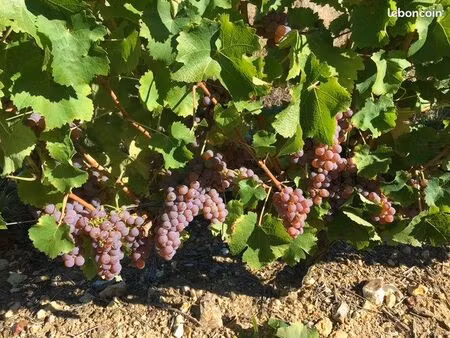 domaine viticole