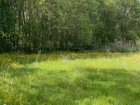 terrain a jardin