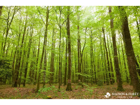 très beau massif forestier