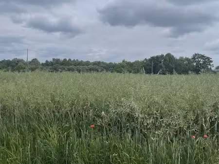 vente terrain 4000 m² à chalonnes-sur-loire (49290)  11 000 €