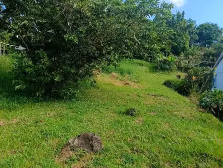 vente terrain 567 m² à sainte luce (97228)  82 000 €