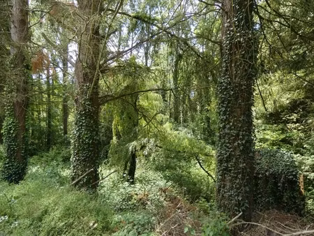 proche de argentan (61) propriété de 9078 m² de terrain