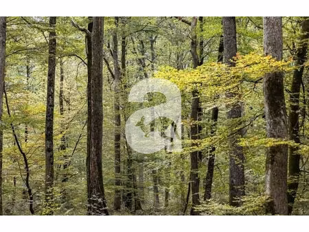 massif forestier