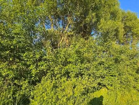 belle foret en zone agricole