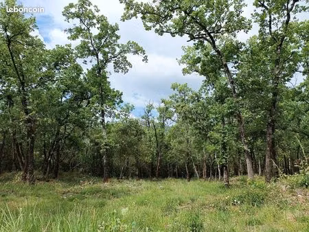 terrain boisé