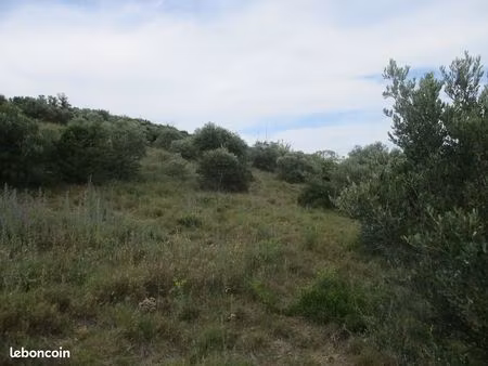 terrain d olivier agricole
