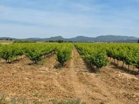 parcelle de vigne