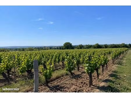 vignes irriguées à puisserguier (34)