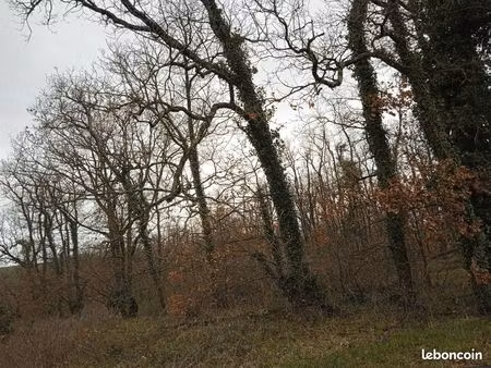 terrain nommé taillis en partie boisé