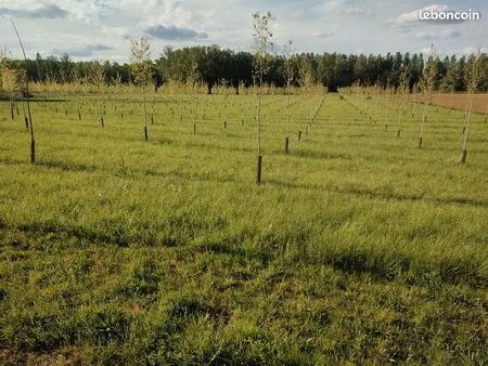 peupleraie 3ha la filhole marmande
