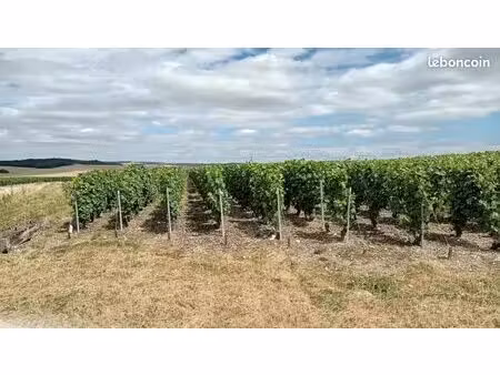 vente de 8.29 ares de vigne sur passy grigny