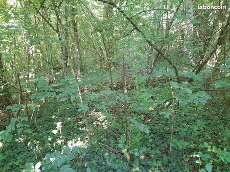 forêt  bois