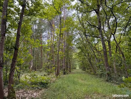 massif forestier et cynégétique d’environ 63 hectares en sologne du loir-et-cher df-1194-s