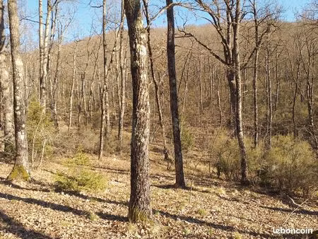 bois de chêne causse