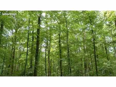 bois de 5 hectares à vendre