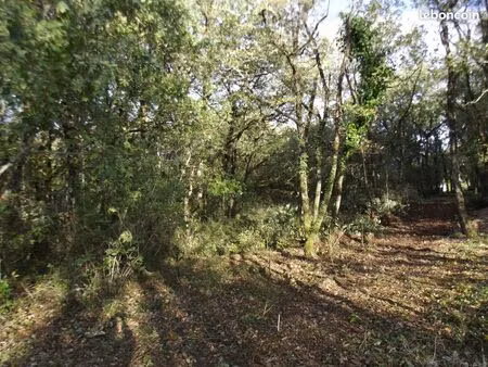 terrain boisé