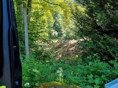 recherche terrain foret bois