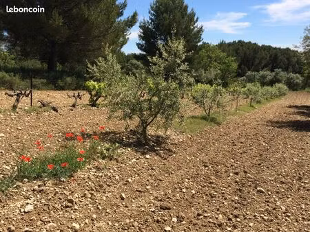vends parcelle vigne et oliviers