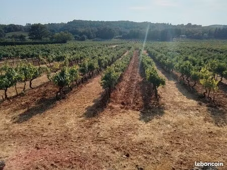 terrain vignes