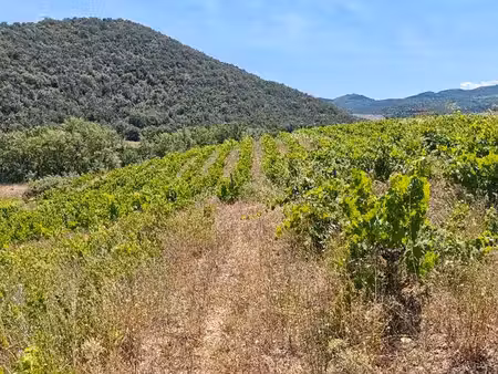 urgent - à louer 14 000 m² de vignes (rouge & blanc) - récolte possible cette année