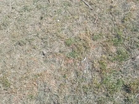 recherche pâture ou terre cultivable
