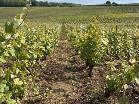 vds parcelle de vignes aoc champagne