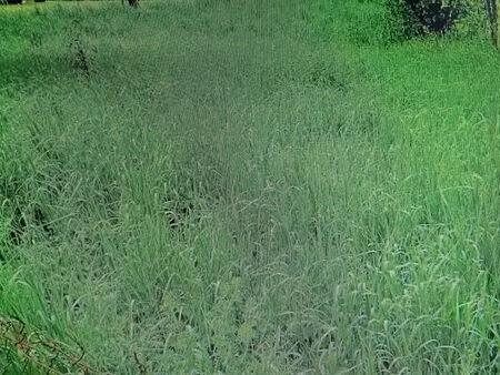 terrain agricole