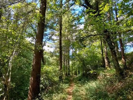forêt mixte à vendre à brasparts 29 4 27 ha