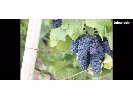 projet de reprise de vignoble en côte-d’or
