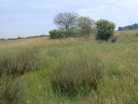terrain