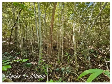 terrain borné 2 382 m2 à massieux