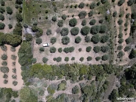 terrain oliveraie