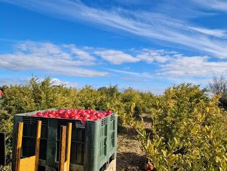 vente | grenadiers |agricole | fons