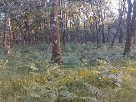 terrain forêt