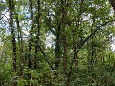 terrain forestier essey-lès-nancy 472m2