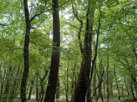 terrain forestier essey-lès-nancy 90m2