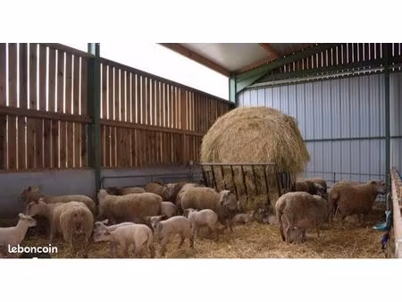 recherche bâtiment agricole à louer