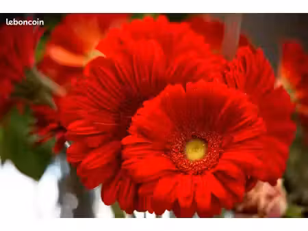 fleuriste