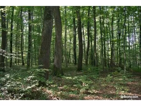 bois dans massif forestier