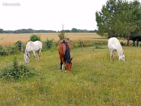 recherche parcelle a louer chevaux