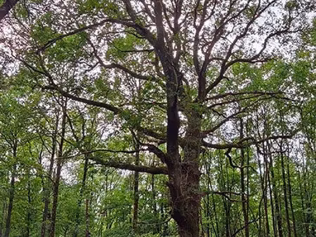 propriété forestière dans le loir-et-cher d’environ 21 hectares df-1182-s