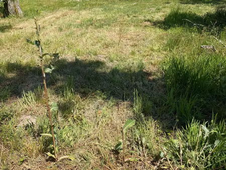 aux portes de margaux  dans un petit lotissement de 8 lots 