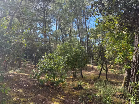 terrain