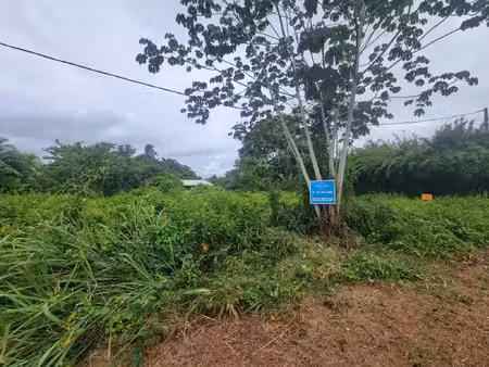 terrain à vendre mana 2421m2 80 000€
